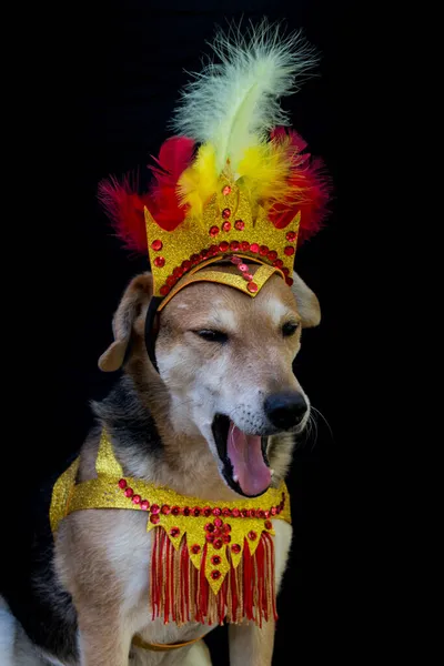 Porträt Eines Hundes Karnevalskleidung Mit Federn Pailletten Und Glitzern Auf — Stockfoto