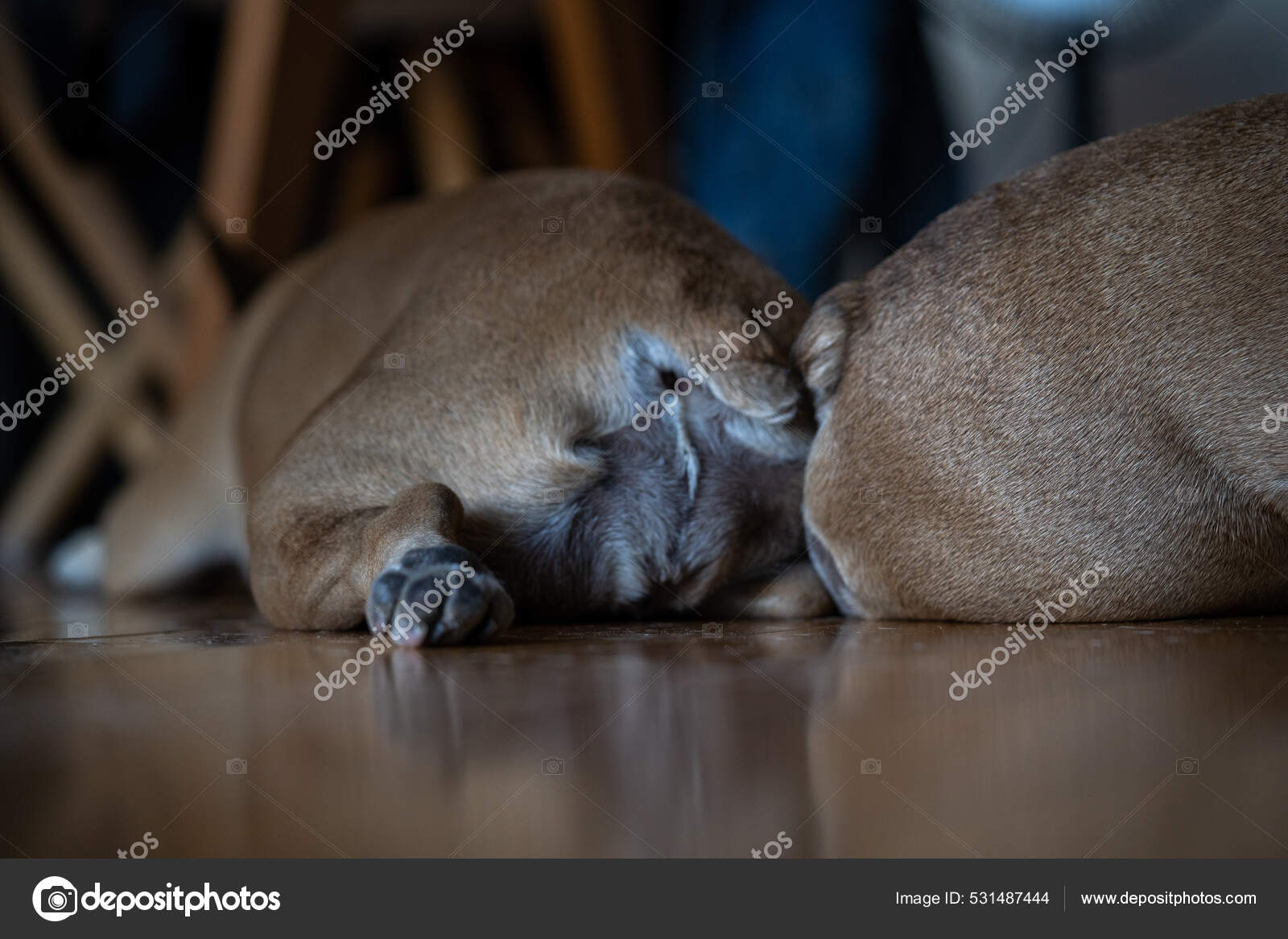 Animal butts Stock Photos, Royalty Free Animal butts Images | Depositphotos Animal butts Stock Photos, Royalty Free Animal butts Images | Depositphotos