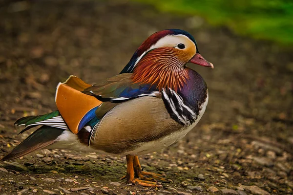 Closeup Male Mandarin Duck Colorful Feathers — стоковое фото