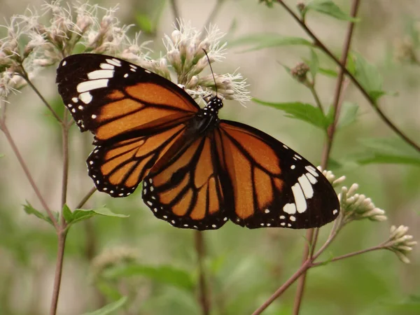 Brown Butterfly White Wildflowers Meadow — Photo