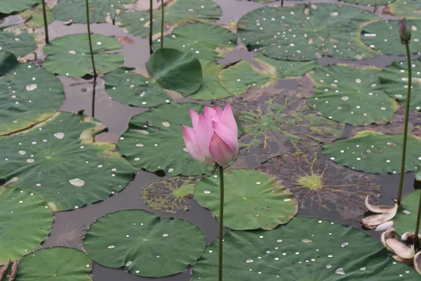 Une Vue Panoramique Une Fleur Lotus Rose Sur Fond Flou — Photo