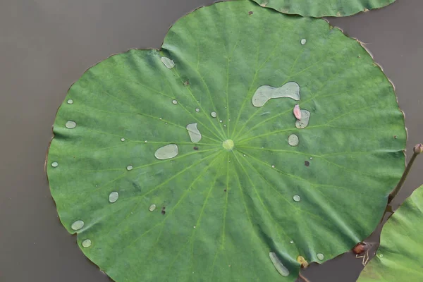 Top View Giant Water Lily Leaf Swimming Surface Water Pond — Stock Fotó