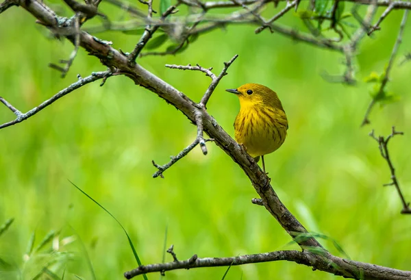 Cute Yellow Warbler Perched Tree Branch — Stockfoto