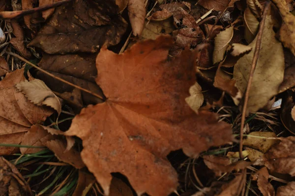 Closeup Shot Yellow Autumn Leaves Ground — 스톡 사진