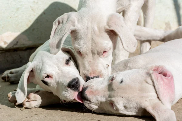 Closeup Shot Beautiful Dogo Argentino Puppies Playing Each Other — стокове фото