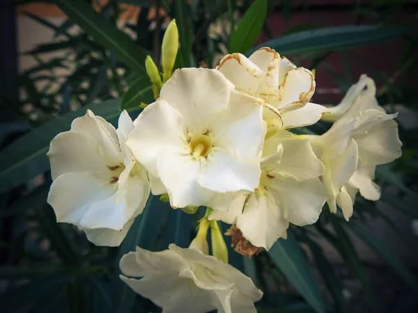 庭の白い花のクローズアップショット — ストック写真