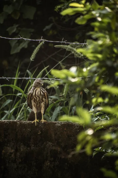 Closeup Shot Small Eagle — Zdjęcie stockowe