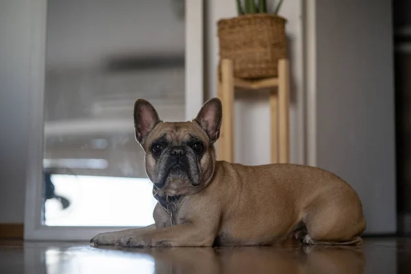 Cute Small French Bulldog Collar Lying Resting Home — 스톡 사진