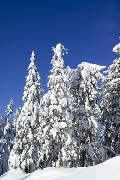 Winter Scenery Vuokatti Sotkamo Finland — Stockfoto