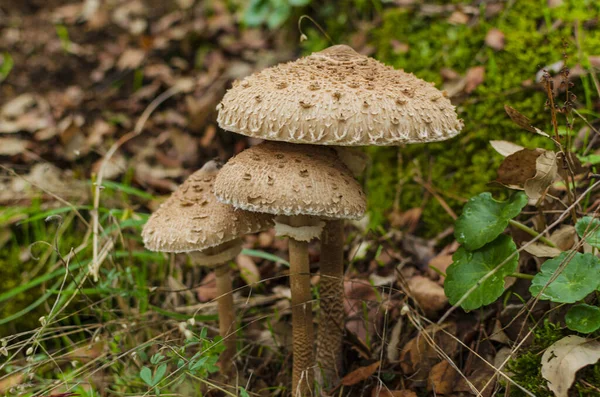 Closeup Shot Parasol Mushrooms Forest Ground — стоковое фото