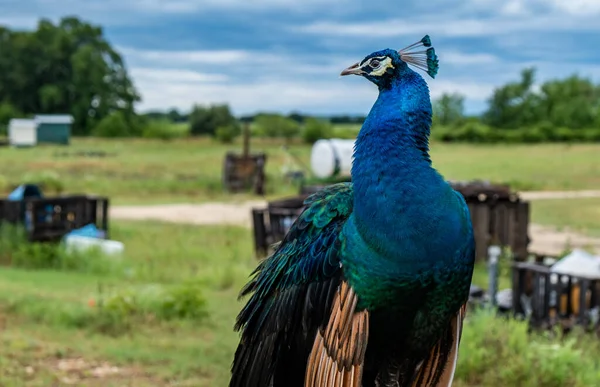 Closeup Shot Beautiful Peacock Farm — ストック写真