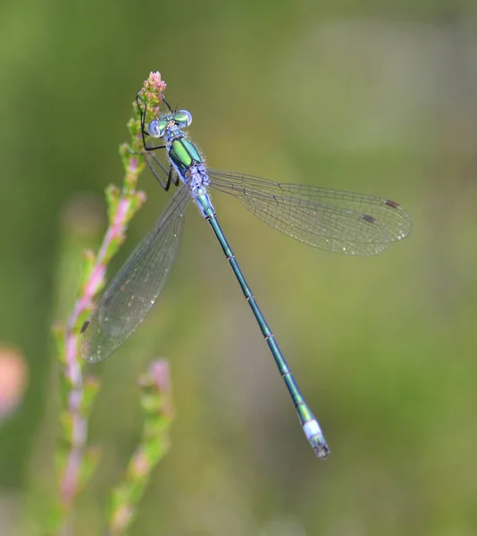 Closeup Macro Shot Green Dragonfly Flower — 图库照片
