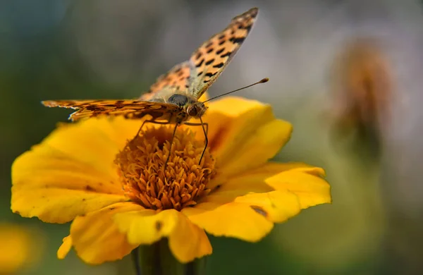 Selective Focus Pearl Butterfly Yellow Flower Blurred Garden Background — 스톡 사진