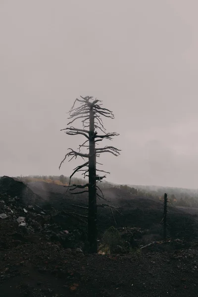 Vertical Shot Tall Bare Tree Foggy Hill —  Fotos de Stock