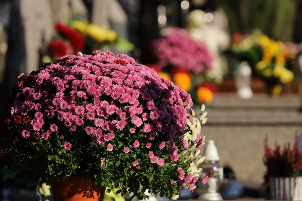 Una Hermosa Foto Arreglos Florales Cementerio Polonia — Foto de Stock