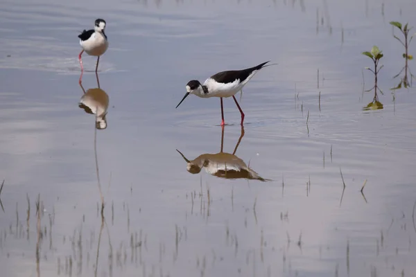 Beautiful Shot Black Necked Stilts Lake Day — Foto de Stock