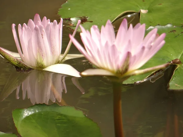 池塘里盛开的百合花 — 图库照片