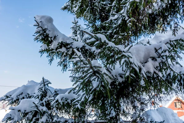 Uma Bela Vista Inverno Abeto Coberto Neve — Fotografia de Stock
