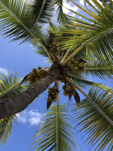 Tiro Baixo Ângulo Coqueiro Fundo Azul Céu — Fotografia de Stock