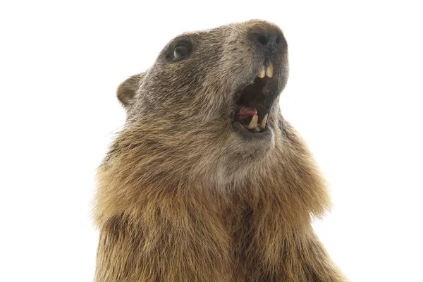 Stuffed Marmot Open Mouth Isolated White Background — Foto de Stock