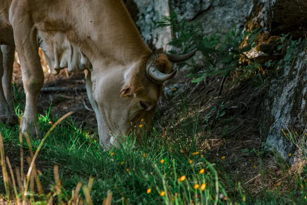 Banteng Bull Grazing Forest — Fotografia de Stock