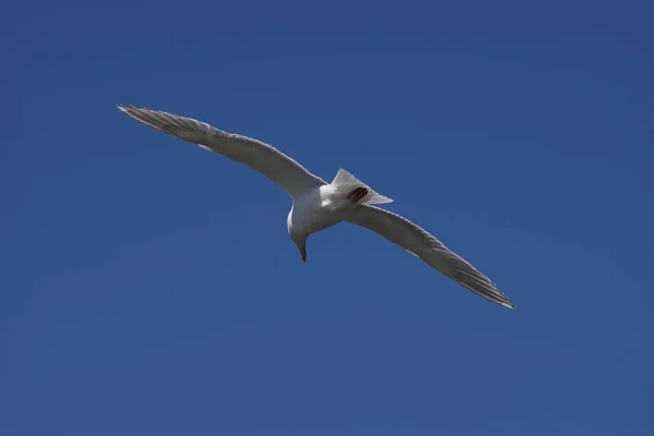 青い空を飛ぶカモメの低角度ショット — ストック写真