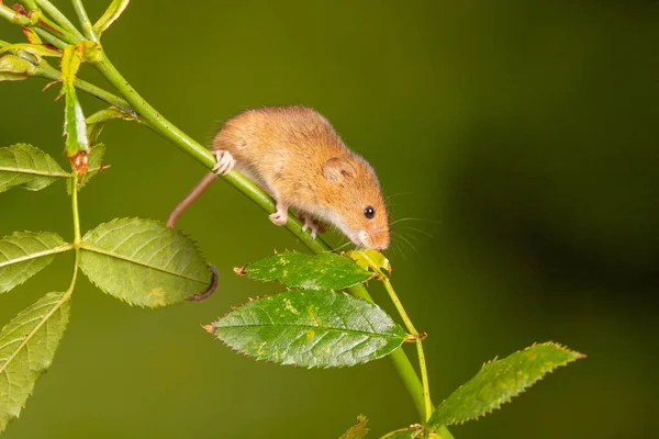 Brown Harvest Mouse Rosehip Branch — Stockfoto