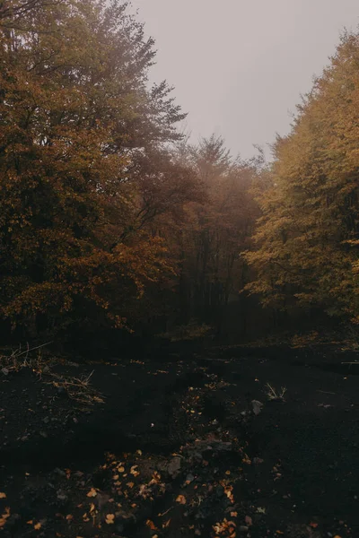 Вертикальний Знімок Туманного Дня Горі Осінніми Деревами — стокове фото