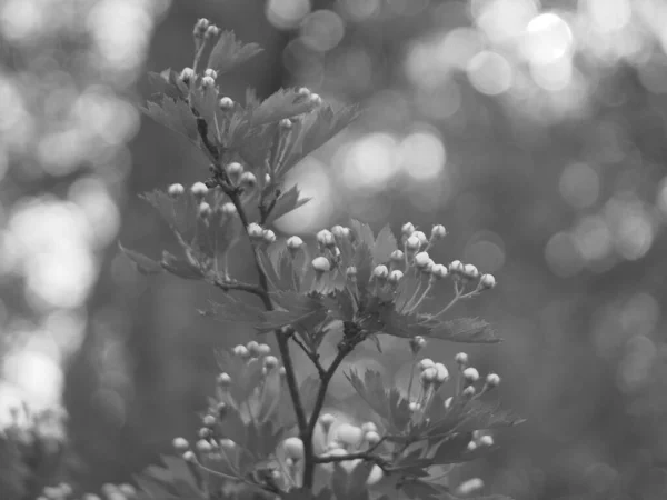 Grayscale Shot Wildflowers Blooming Field Daylight Blurry Background — Stock Fotó