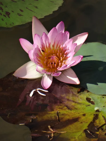 Цветущая Водяная Лилия Пруду — стоковое фото
