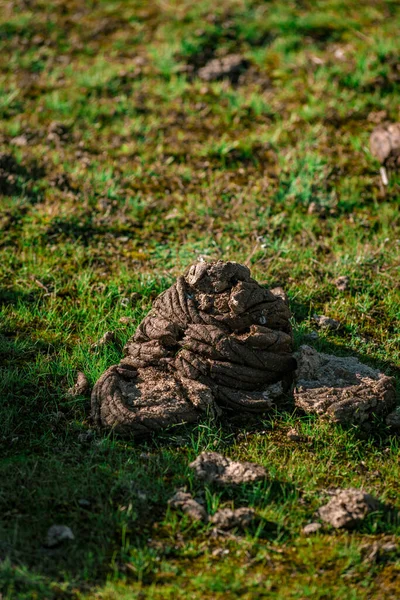 Closeup Shot Cow Waste Field — Φωτογραφία Αρχείου