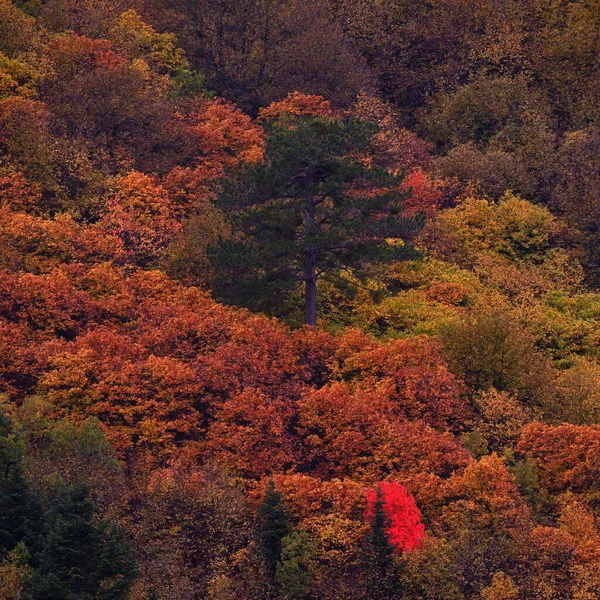 Colorful Aut Trees Mountain Forest — Zdjęcie stockowe