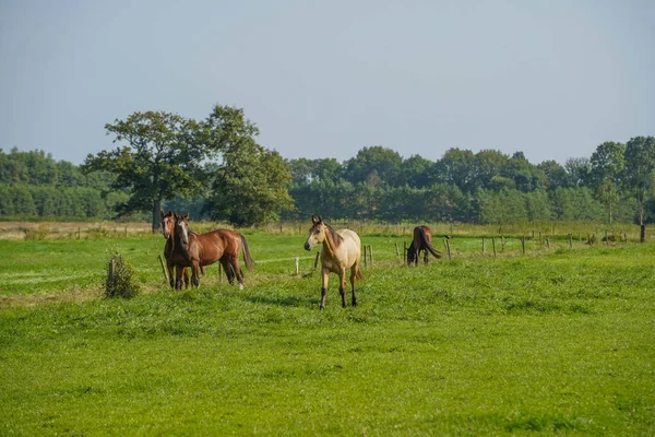 Group Horses Field Stallions Netherlands —  Fotos de Stock