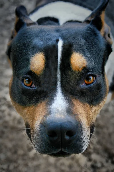 Vertical Closeup Brazilian Terrier Face — стокове фото