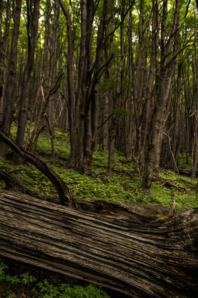 Vertical Shot Forest Many Trees South America — Φωτογραφία Αρχείου