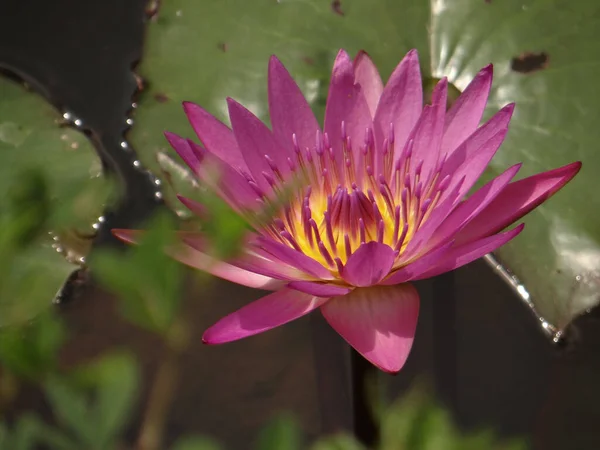 Nénuphar Fleuri Dans Étang — Photo