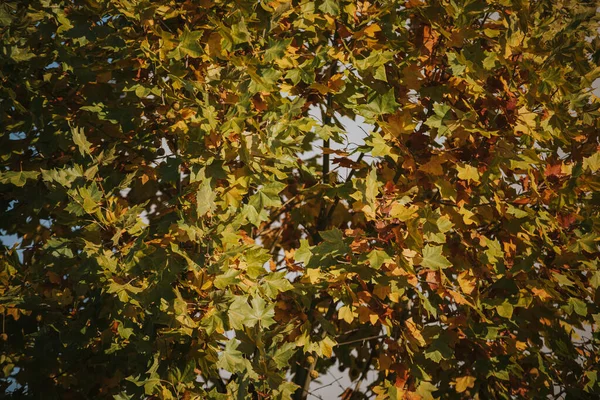 Ένα Κοντινό Πλάνο Κίτρινα Φύλλα Ένα Δέντρο Φθινόπωρο — Φωτογραφία Αρχείου