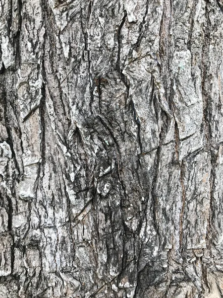 Φόντο Υφής Φλοιού Δέντρου Αυλακώσεις — Φωτογραφία Αρχείου