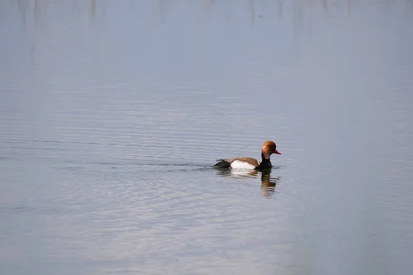 Belo Tiro Pássaro Lago Durante Dia — Fotografia de Stock