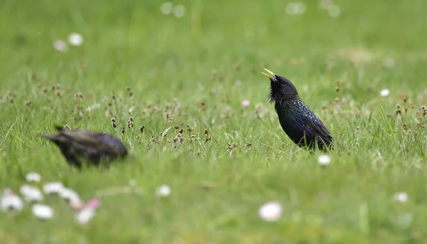 Pair Black Starling Birds Green Field — Fotografia de Stock