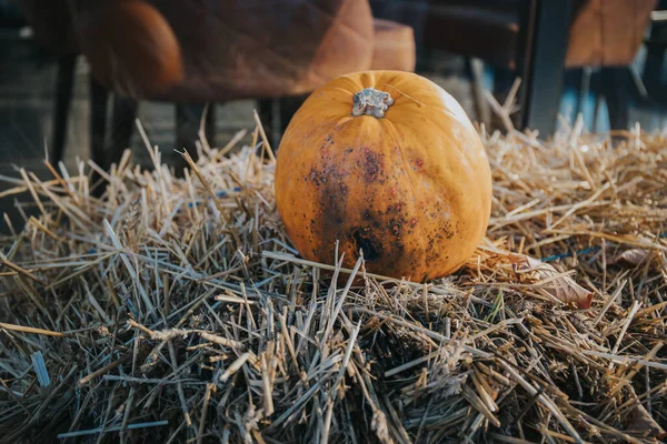Closeup Shot Pumpkin Field Day — Stockfoto
