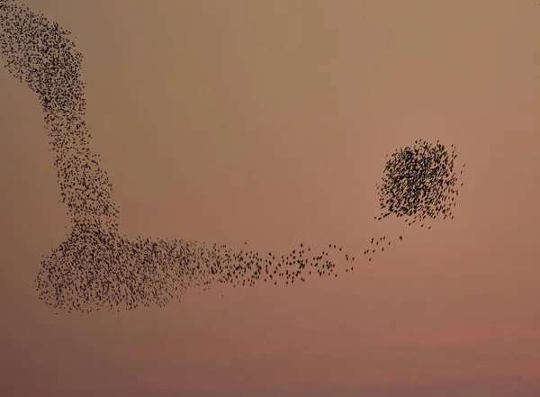 Flock Birds Flying Formation Sunset Sky — стоковое фото