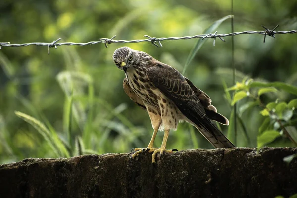 Closeup Shot Small Eagle — Stock fotografie