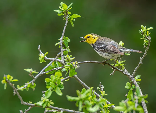 Goldent Cheeked Warbler Perched Tree Branch — стоковое фото