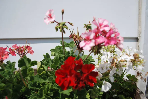 Closeup Shot Red Pink Geranium Flowers — Foto de Stock