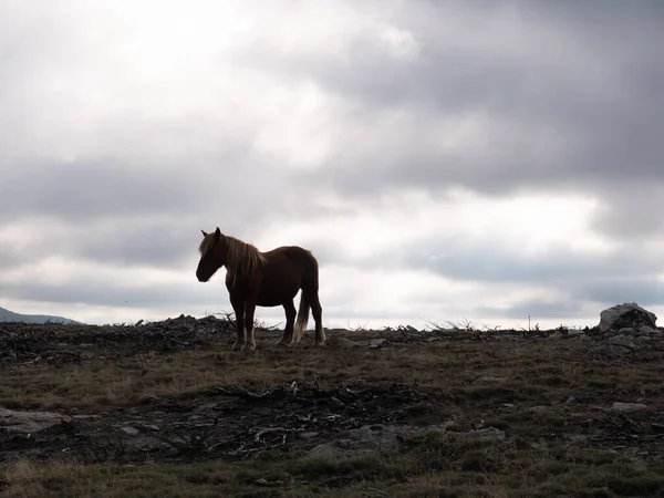 Beautiful Shot Horse Field Cloudy Skies — Foto Stock
