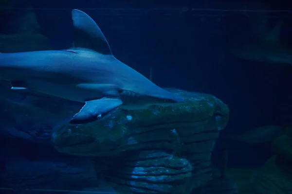 Closeup Shark Swimming Deep Underwater —  Fotos de Stock