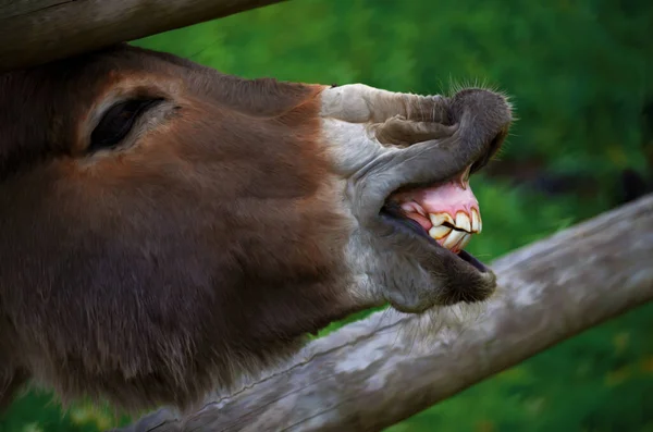 Primer Plano Burro Riendo Perfil —  Fotos de Stock