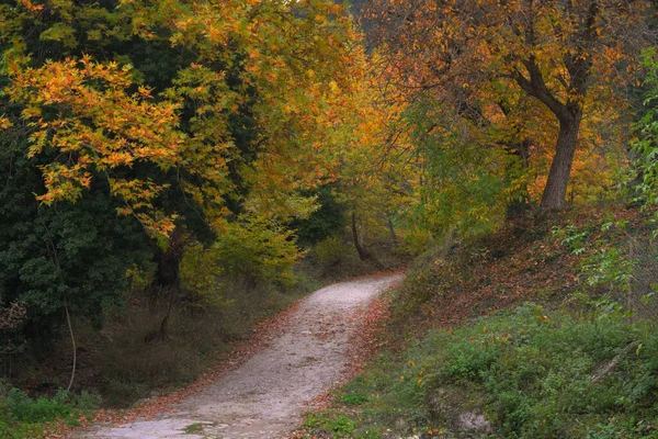 Path Colorful Autumn Trees Forest — Photo