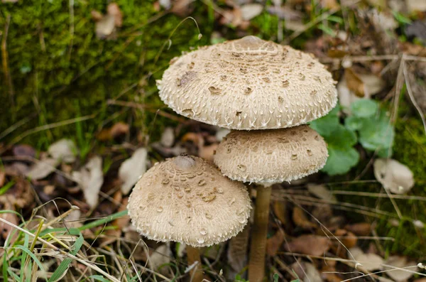 Closeup Shot Parasol Mushrooms Forest Ground — стоковое фото